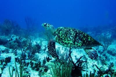 Arrecifes en Cozumel