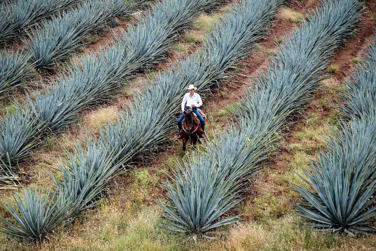 Ruta del Tequila, Jalisco