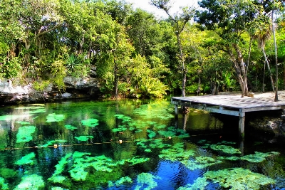 7 Cenotes Imperdibles en la Riviera Maya