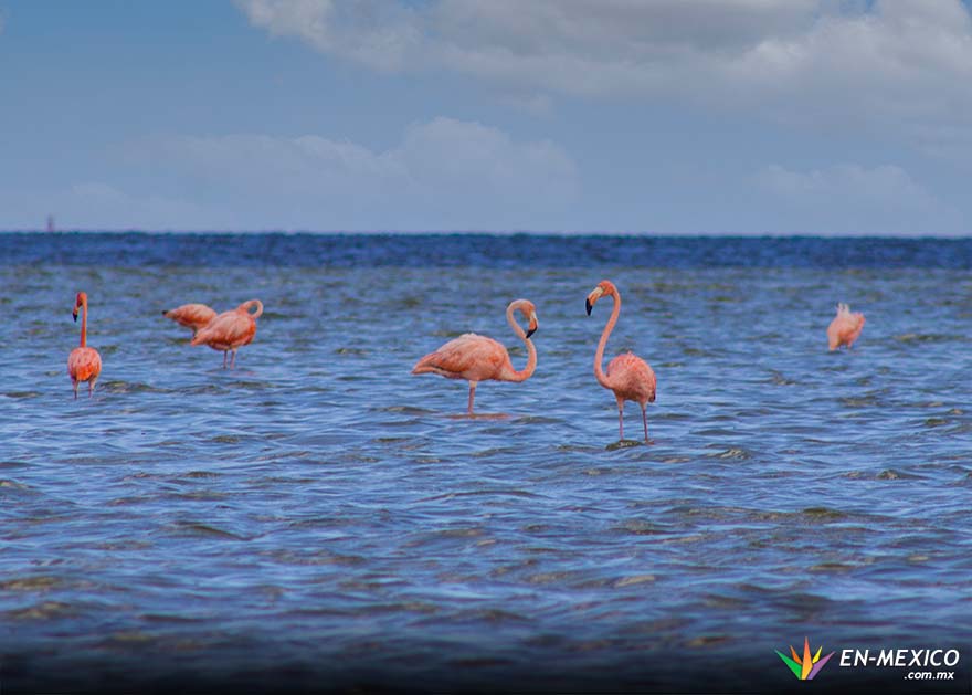 Avistamiento de Flamingos en Dzilam de Bravo