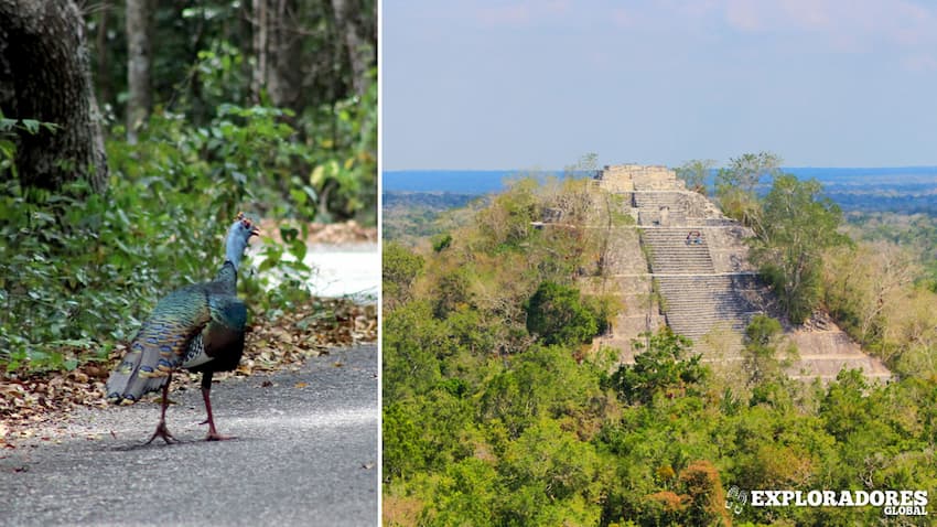 Calakmul en Campeche, Ruinas Mayas de México